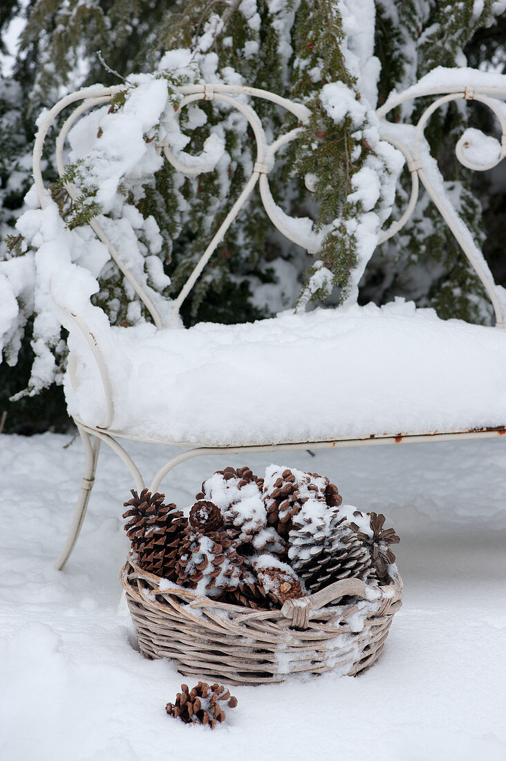 Snow-covered bench and basket with cones in the wintry garden