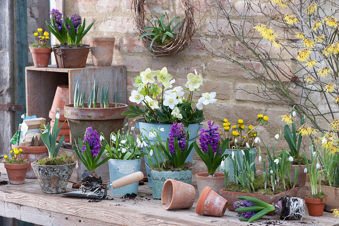 Pot table with Christmas rose, snowdrops, hyacinths, winter aconite and witch hazel