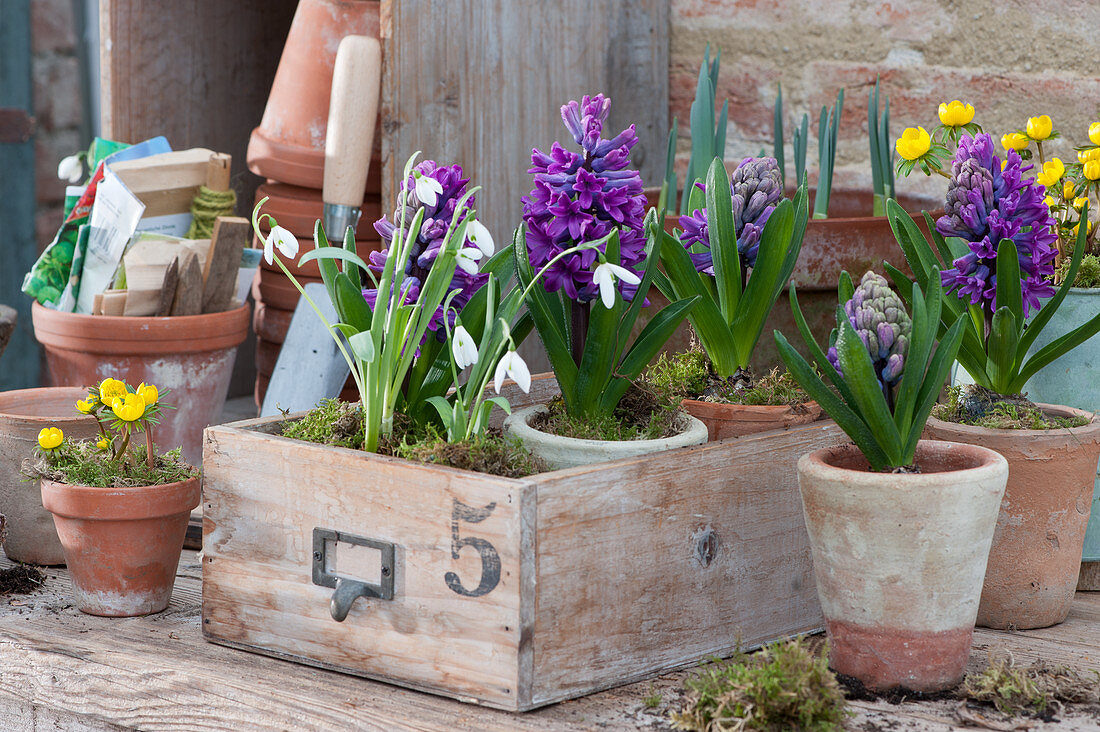 Hyacinths, snowdrops and Winter aconite in pots