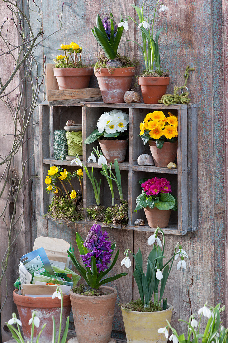 Hyacinths, snowdrops, primroses and Winter aconite in pots