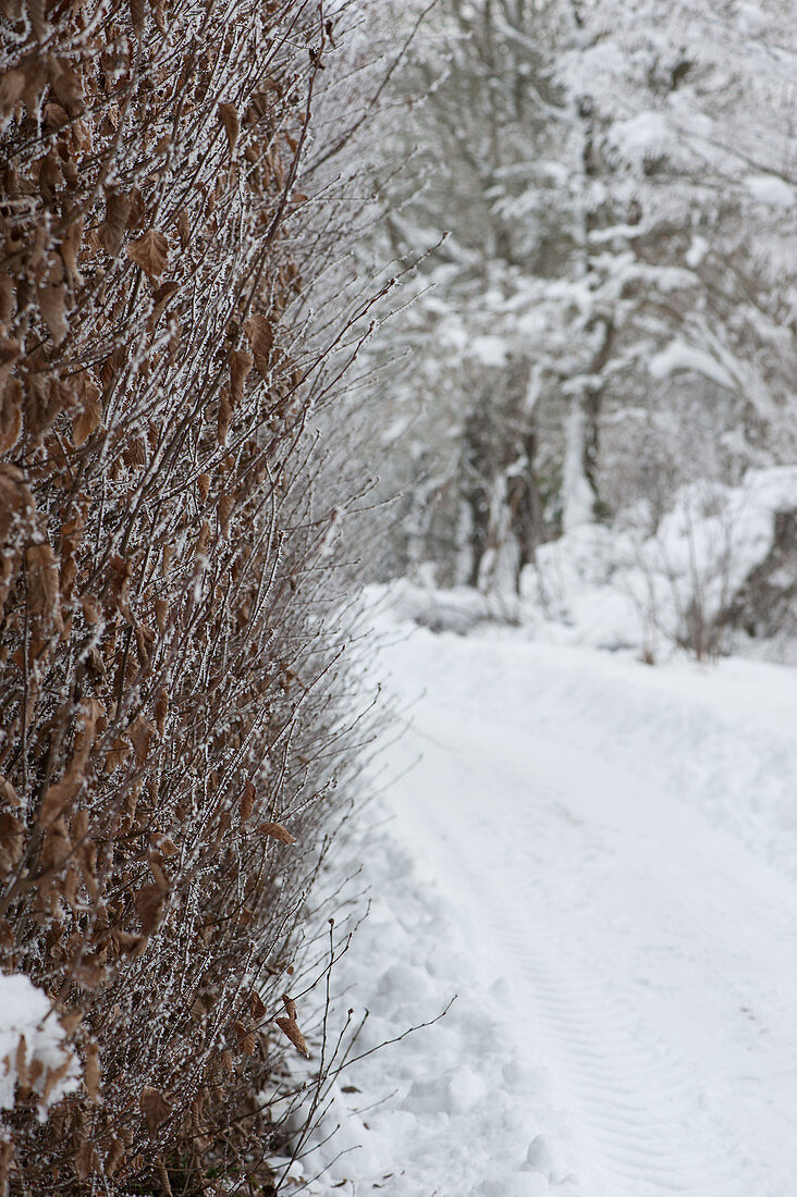 Path in the snowy garden