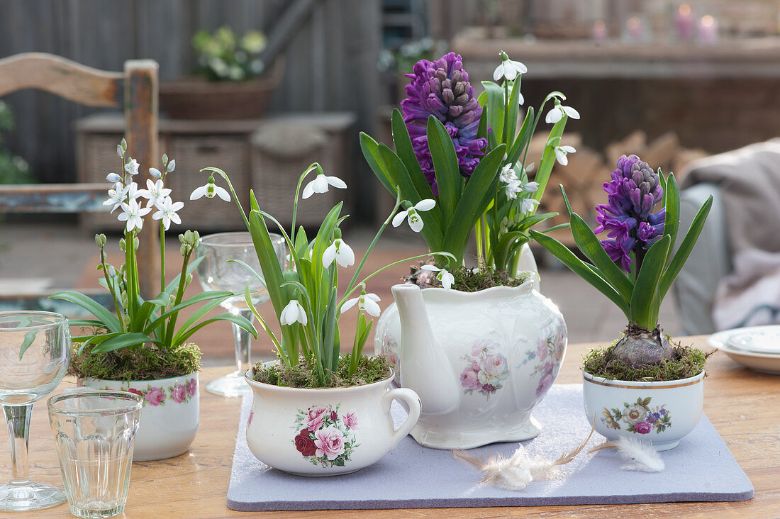 Grandma's crockery planted with snowdrops, hyacinths and Lebanon squill as table decoration