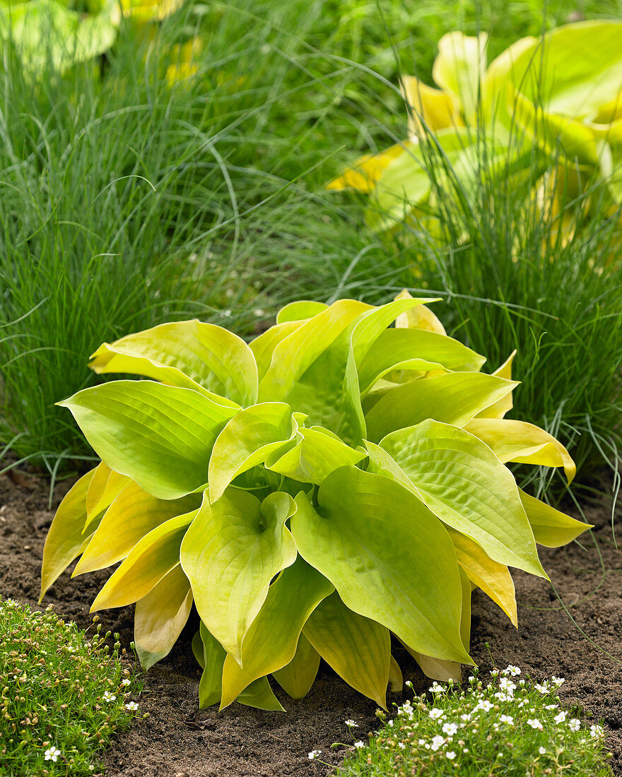 Hosta 14 Caraat