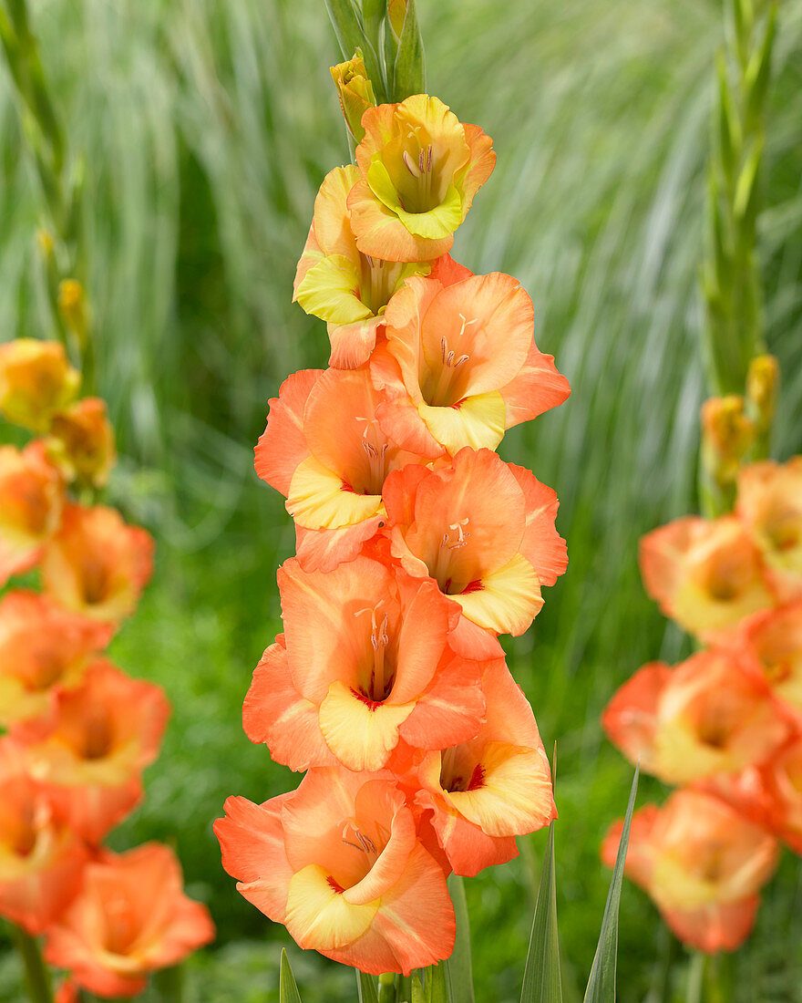 Pfirsichfarbene Gladiole