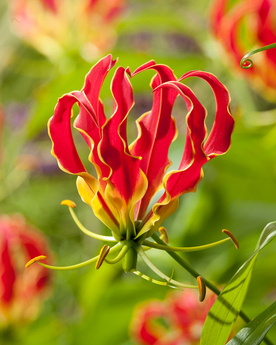 Gloriosa superba Tomas de Bruijne