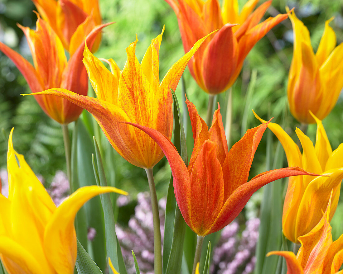 Tulipa Vendeeglobe