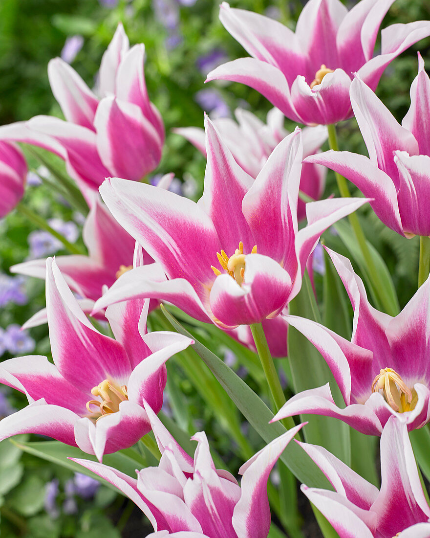 Tulipa 'Ballade'