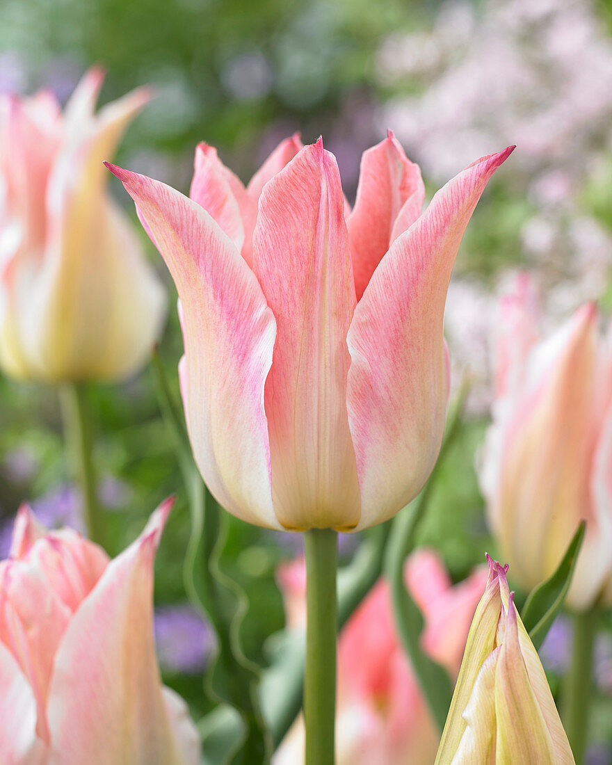 Tulipa Ballade Chic