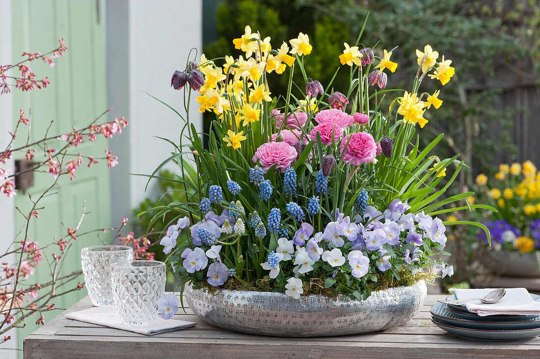 Silver bowl with daffodils, ranunculus, checkerboard flowers, violets and grape hyacinths