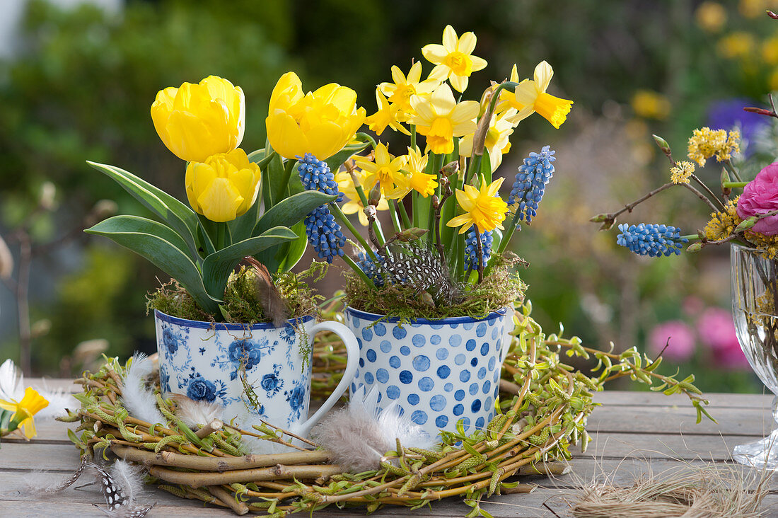 Small spring table decoration with tulips, daffodils and grape hyacinths in cups