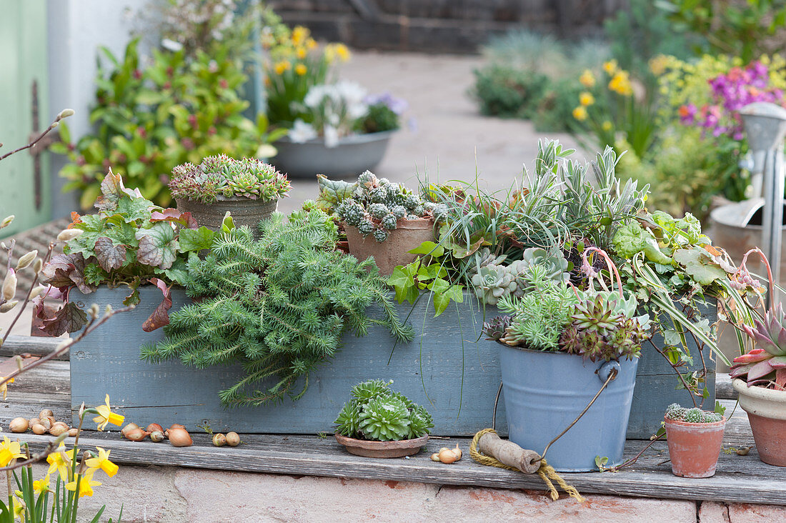 Easy-care box and bucket planted with perennials and succulents