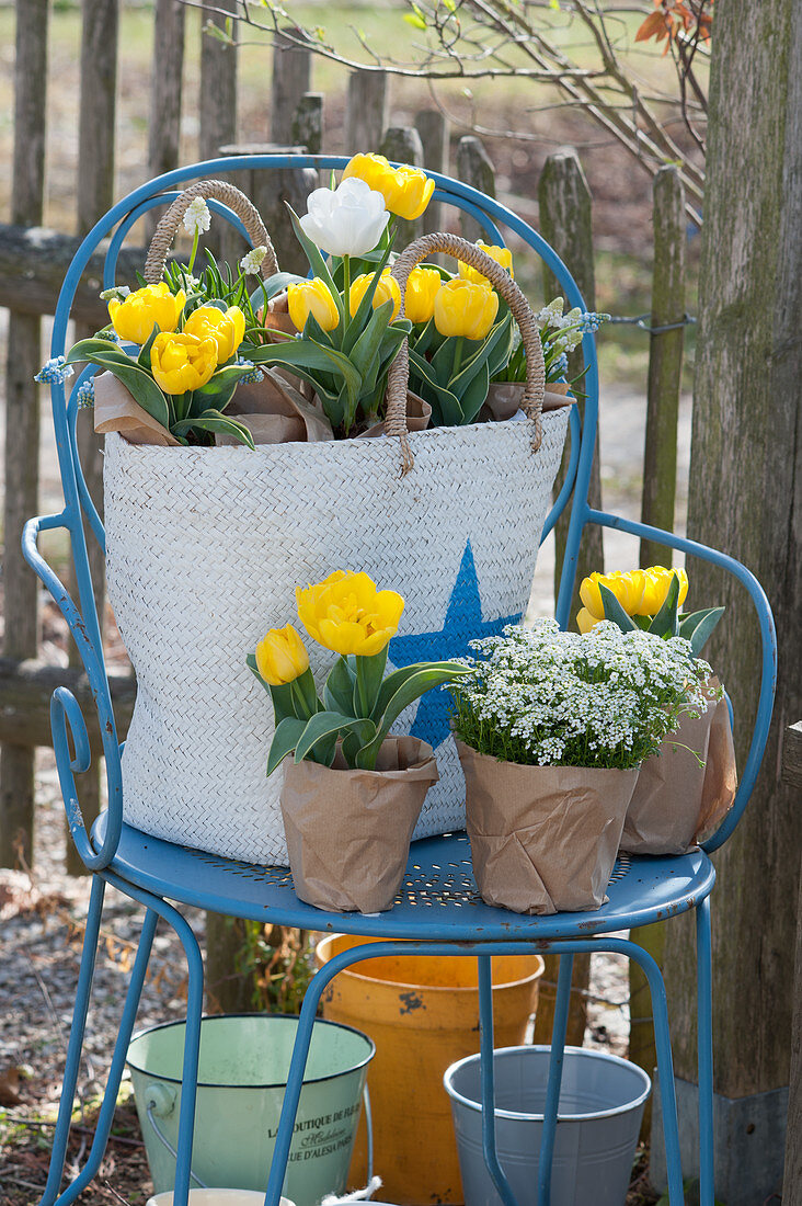 Frühling zum Verschenken: Tulpen, … – Bild kaufen – 12621122 ❘  Gartenbildagentur Friedrich Strauss