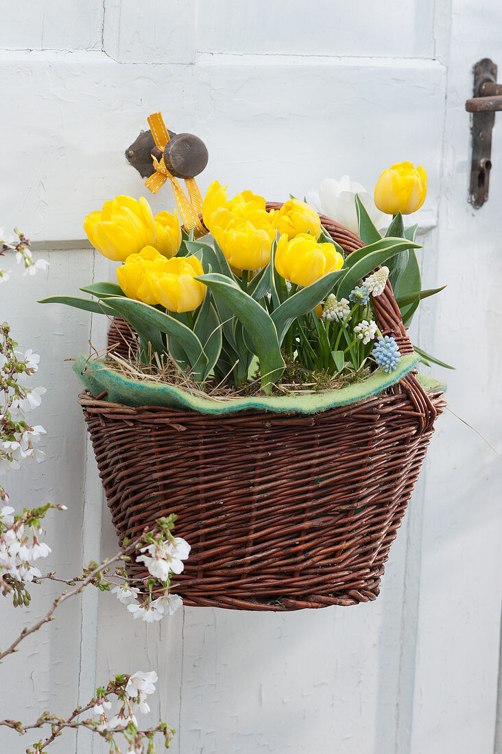 Yellow Darwin tulips 'Garant' hung in a basket on a door