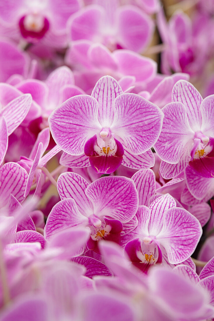 Pinke Blüten von Phalaenopsis