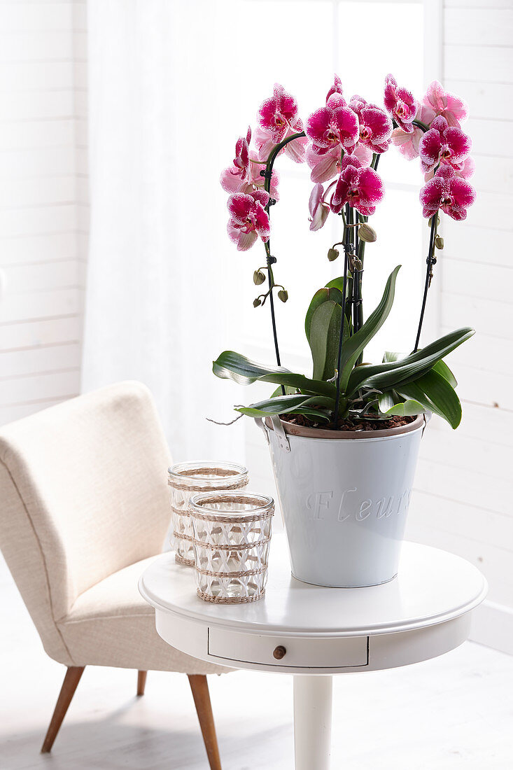 Phalaenopsis