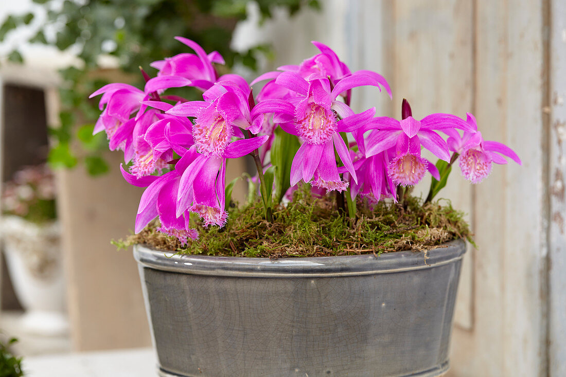 Pleione Tongariro