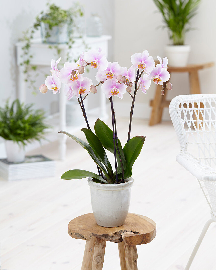 Phalaenopsis Combination