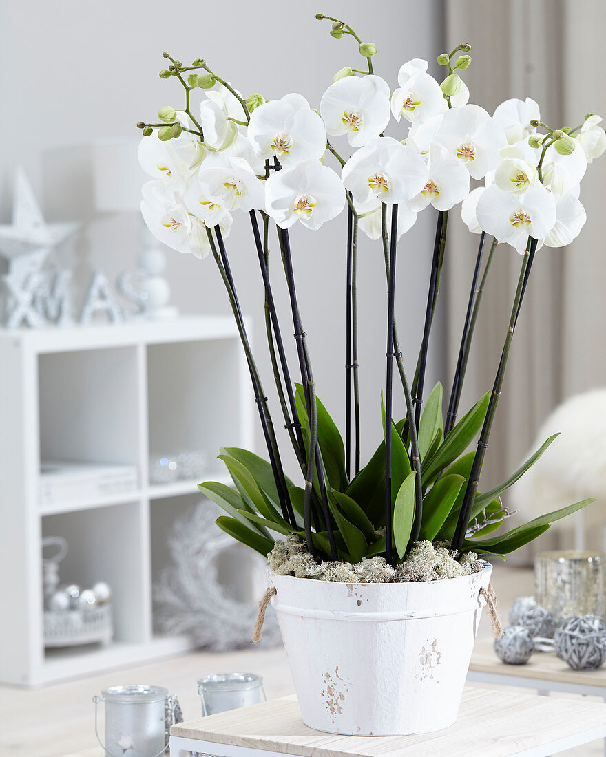 Phalaenopsis 'White World'