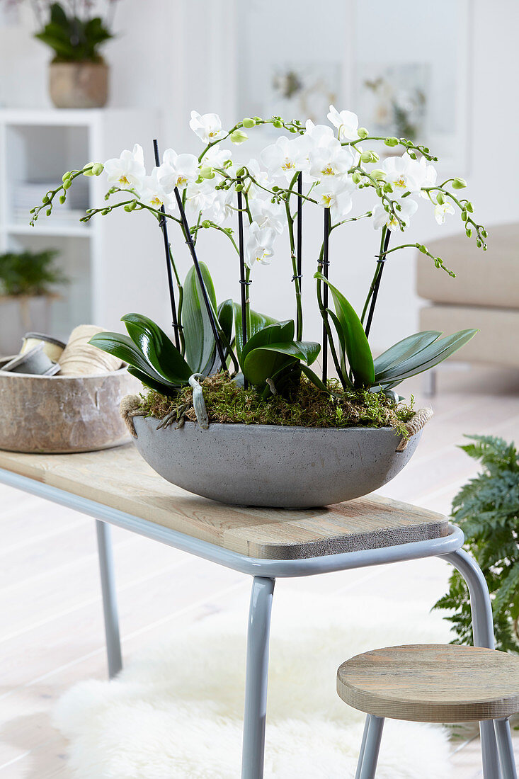 Phalaenopsis 'Multiflora White'