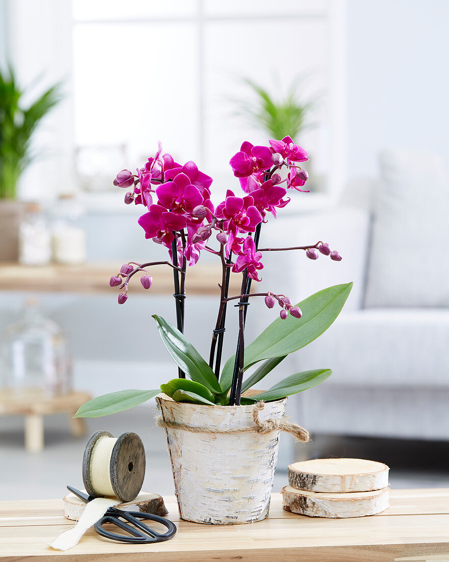 Phalaenopsis