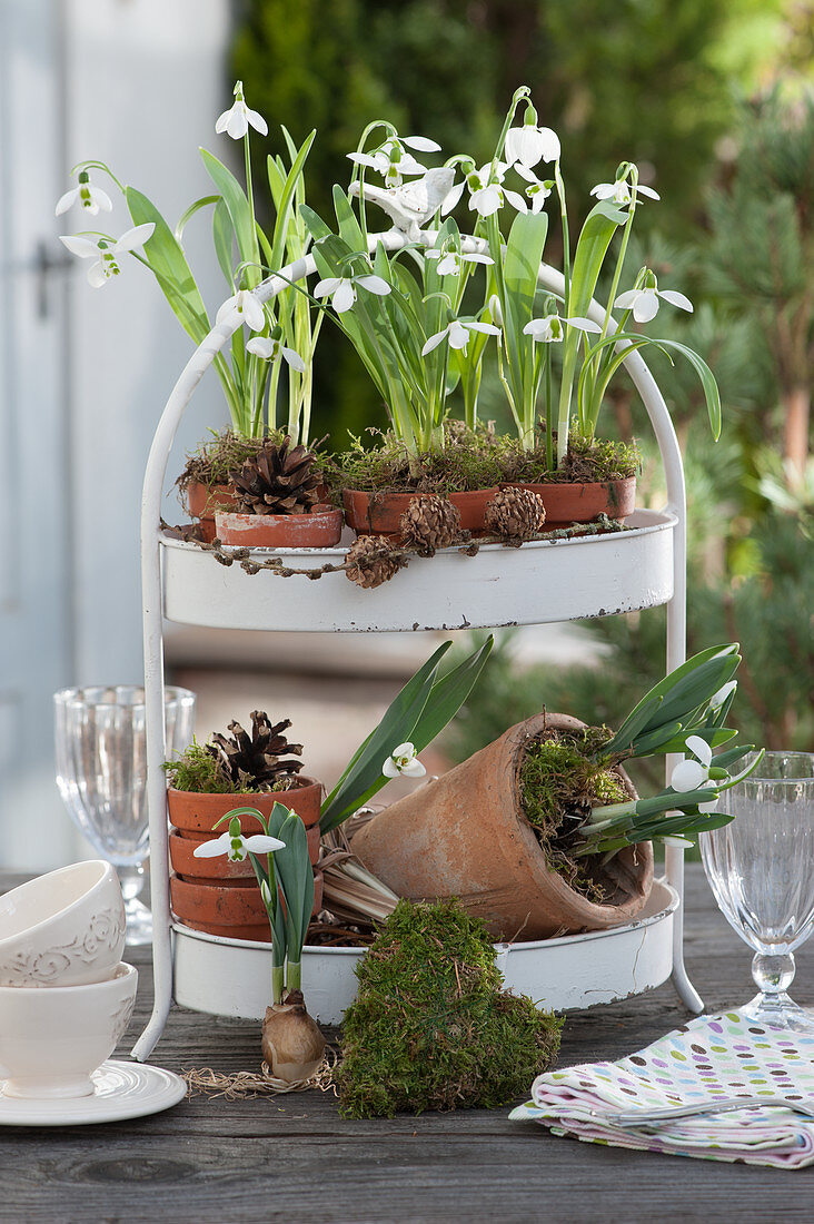 Metal cake stand with snowdrops