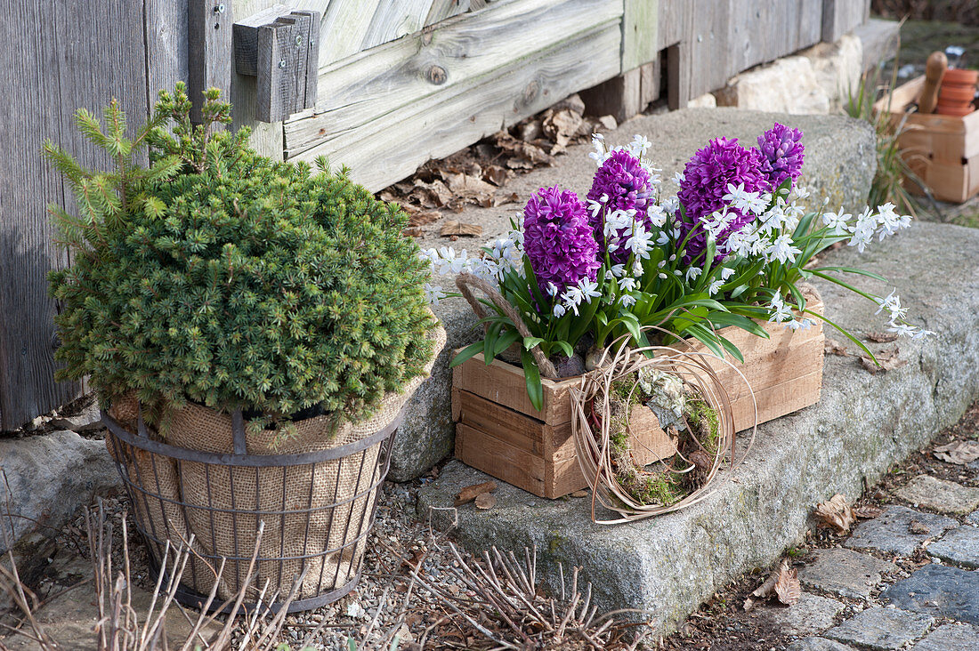 Wooden box with hyacinths and Lebanon squillias, wreath of moss and grass, hedgehog spruce in a wire basket