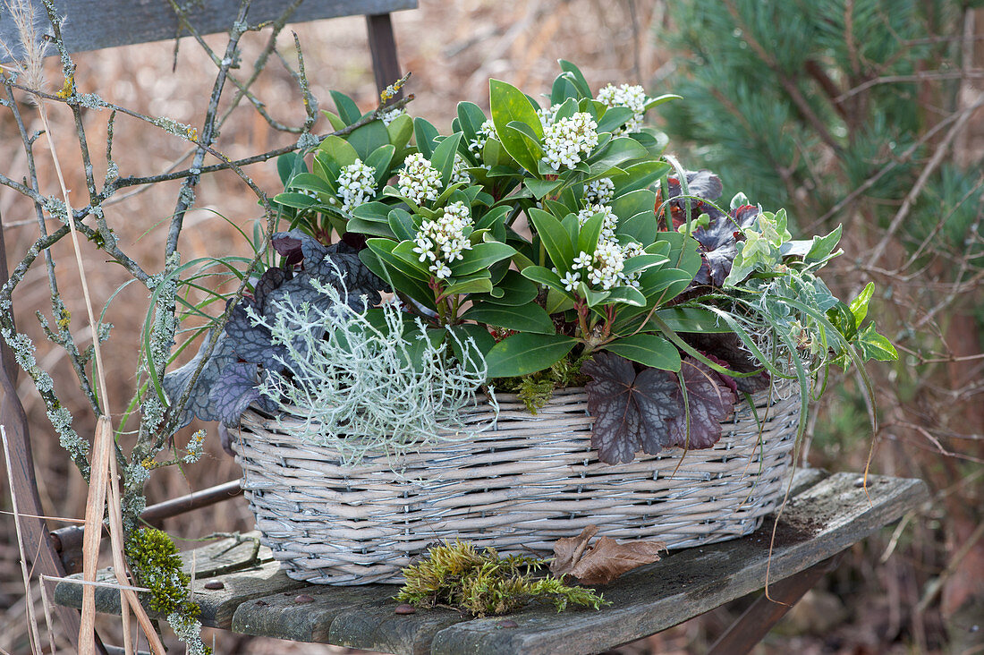 Blooming skimmie with purple bells, ragwort and ivy in a basket