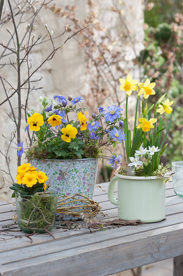Blue-yellow spring decoration with primrose, violet, ray anemone and daffodil