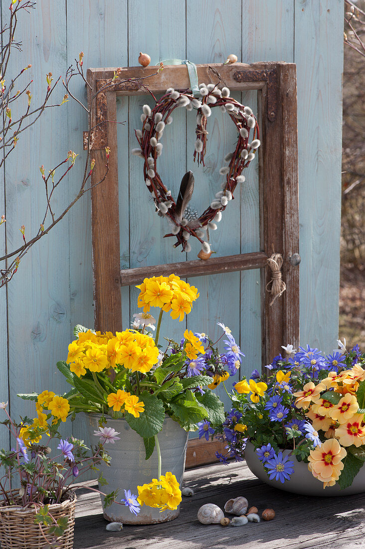 Pots of primroses and ray anemones in front of window sash with heart made of pussy willow