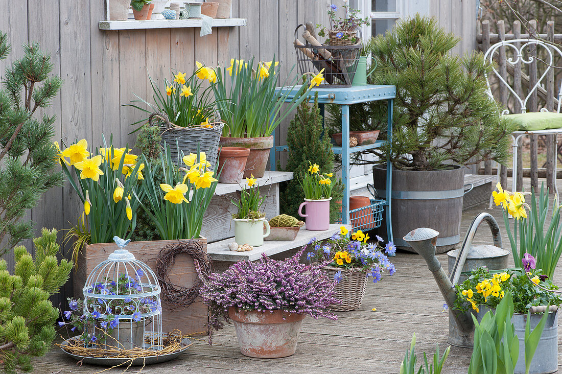 Pot arrangement of daffodils, sugar loaf spruce, ray anemone, pine and heather