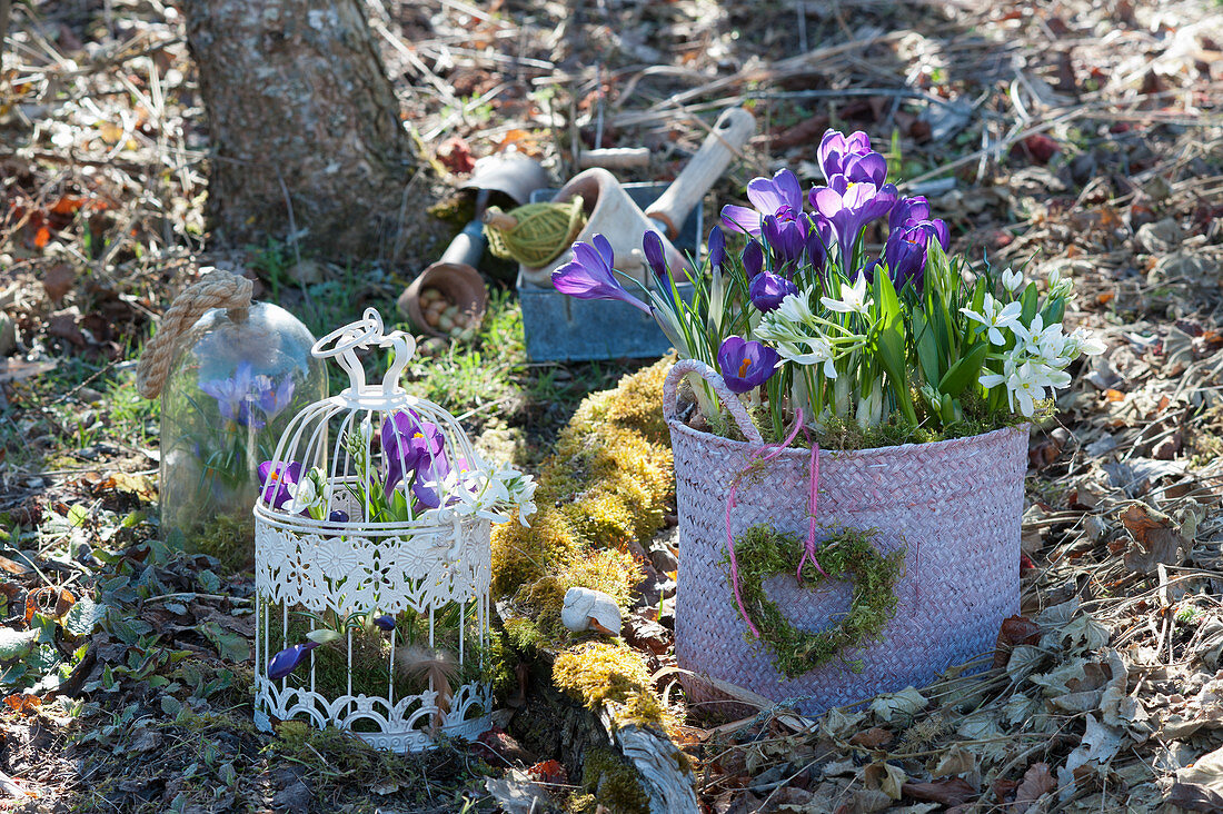 Bird cage and wicker basket planted with crocus and milk star, moss heart