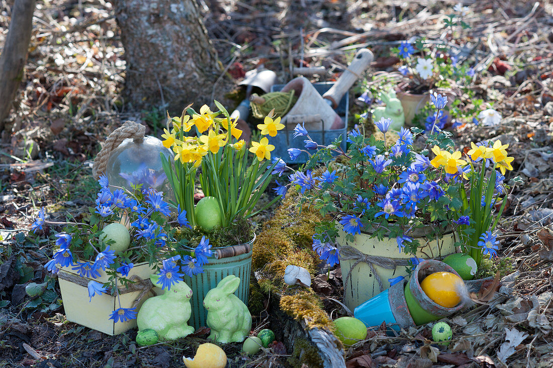 Easter pot arrangement in the garden with daffodils and ray anemones