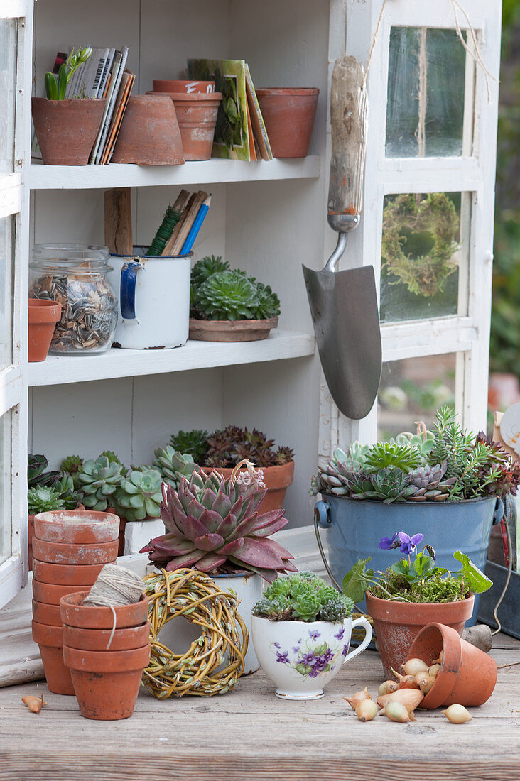 Succulent arrangement in spring with fragrant violets