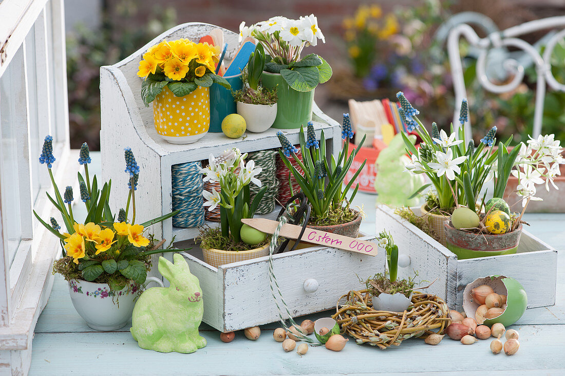 Easter decoration with primroses, grape hyacinths and milk star on a wall hanger with drawers