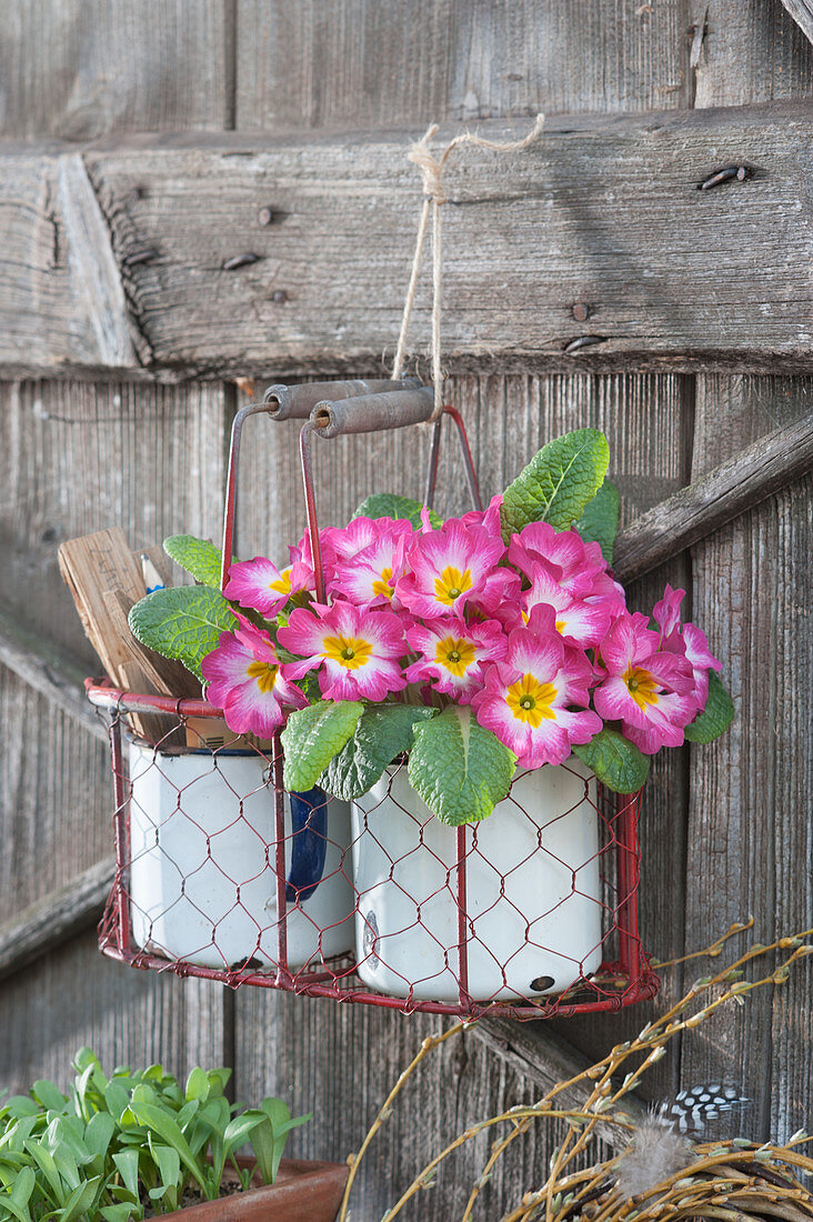 Primrose 'Rose Pink Bicolor' hung in basket