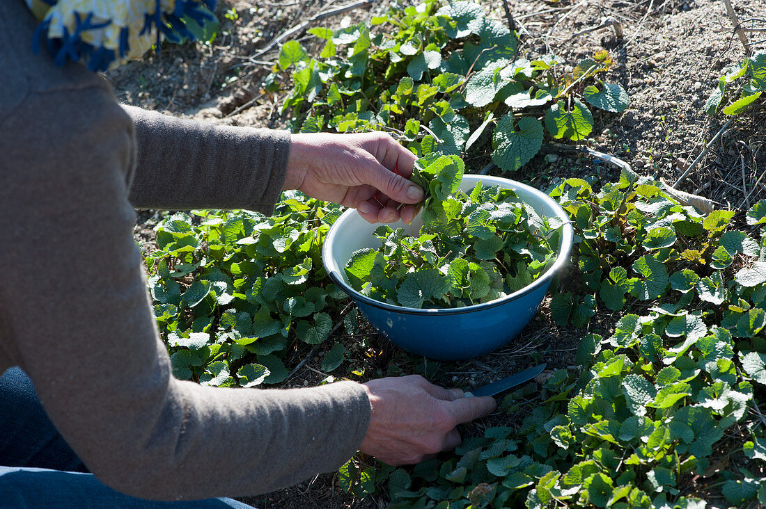 Woman is harvesting garlic rocket