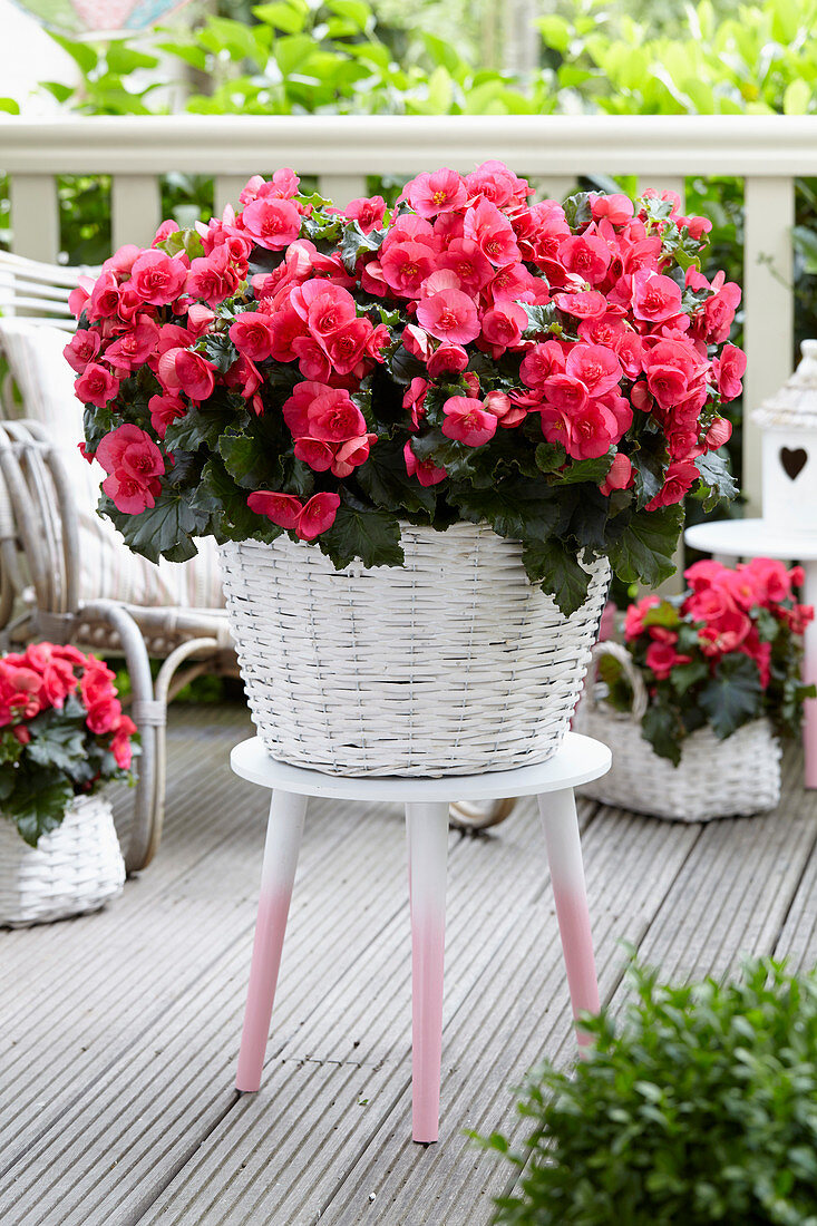 Begonia 'Evi Bright Pink'