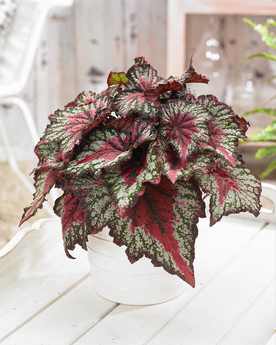 Begonia rex