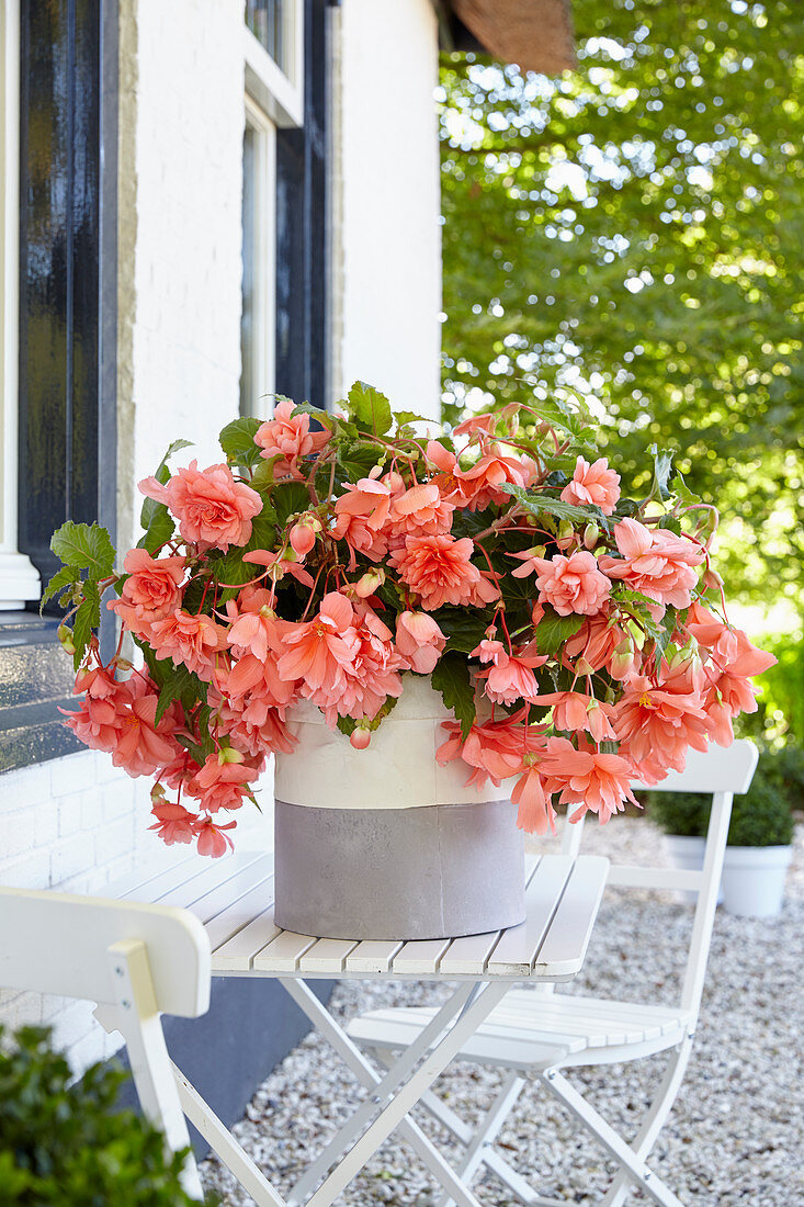 Begonia Illumination Salmon pink