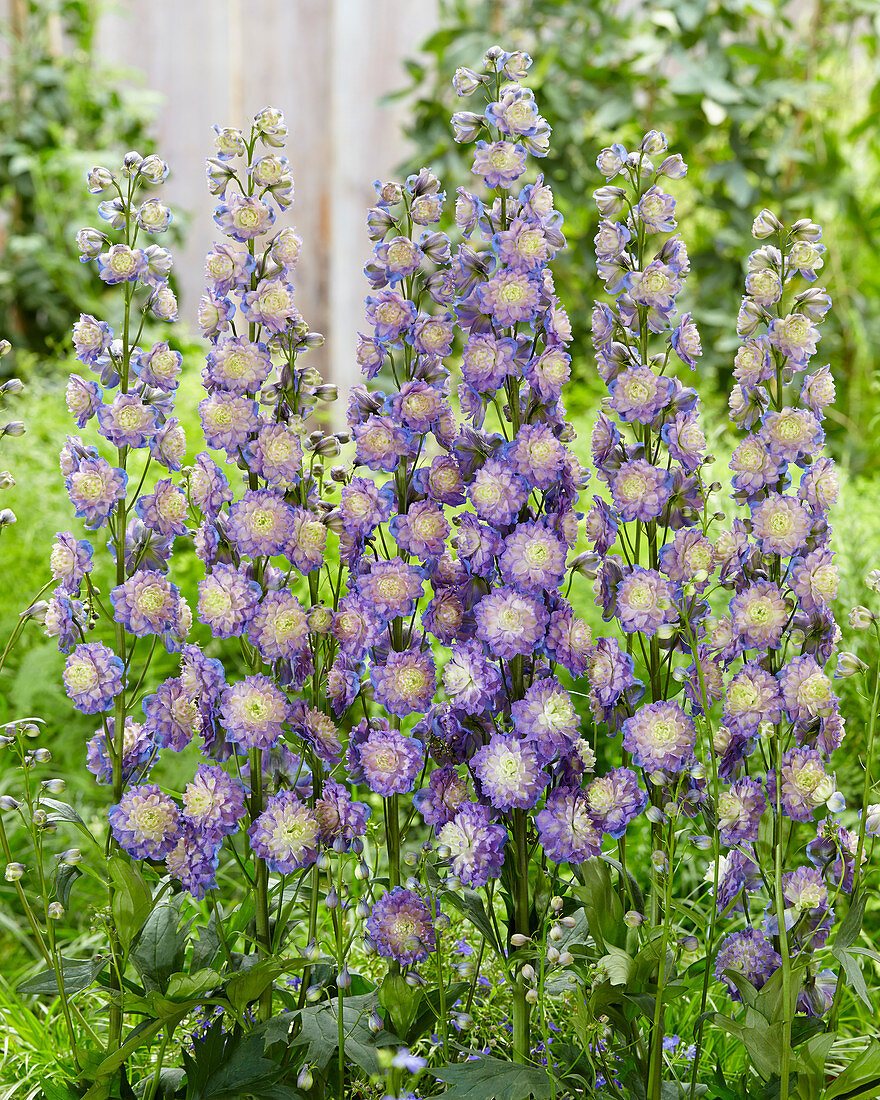 Delphinium Bolero