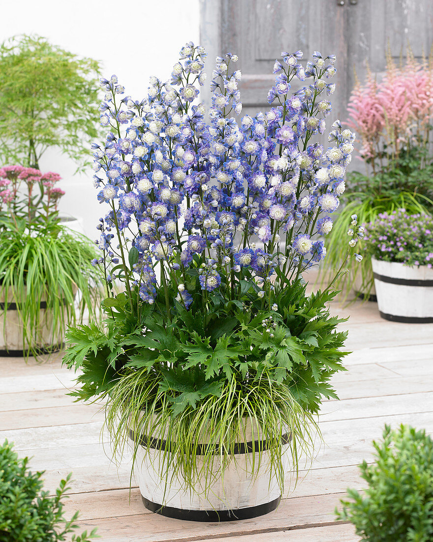 Delphinium Highlander ® Bolero