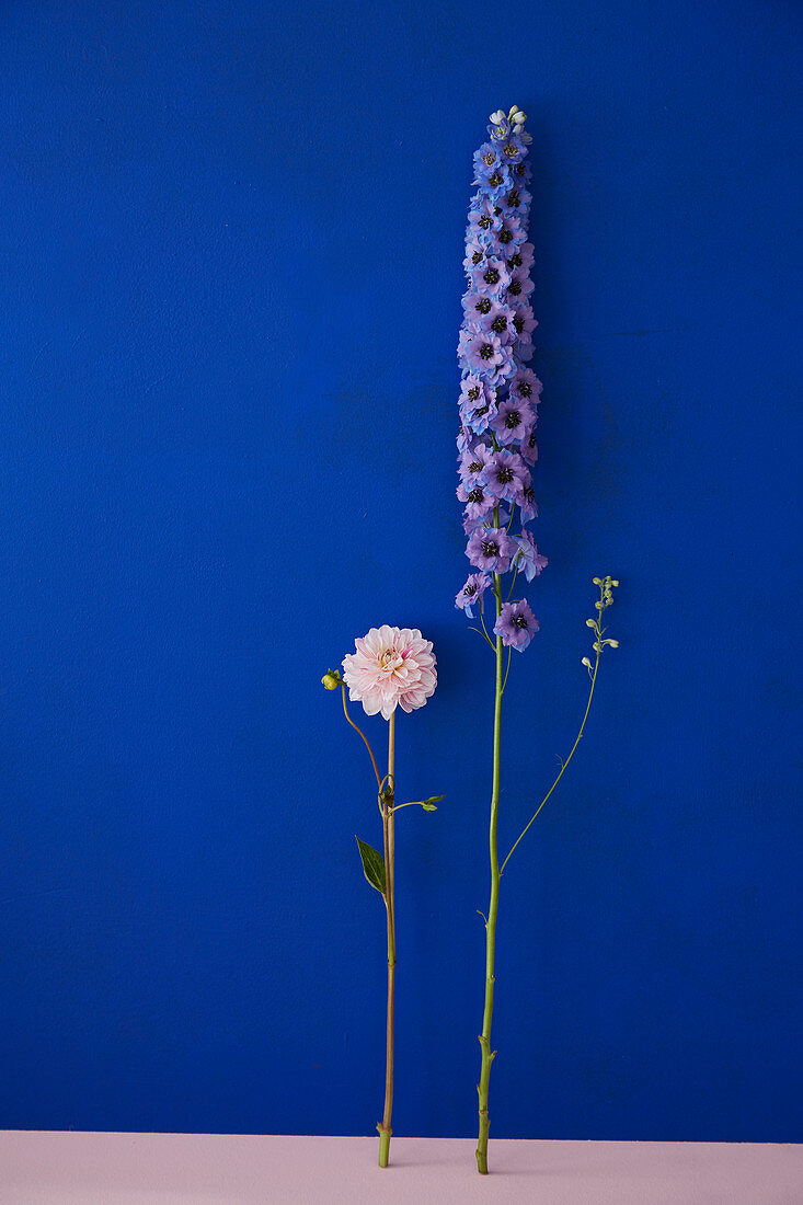 Blüte von Dahlie und Rittersporn vor blauer Wand