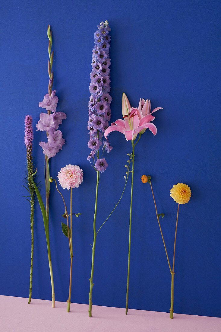 Blüten von Lythrum, Gladiole, Dahlie, Rittersporn und Lilie vor blauer Wand