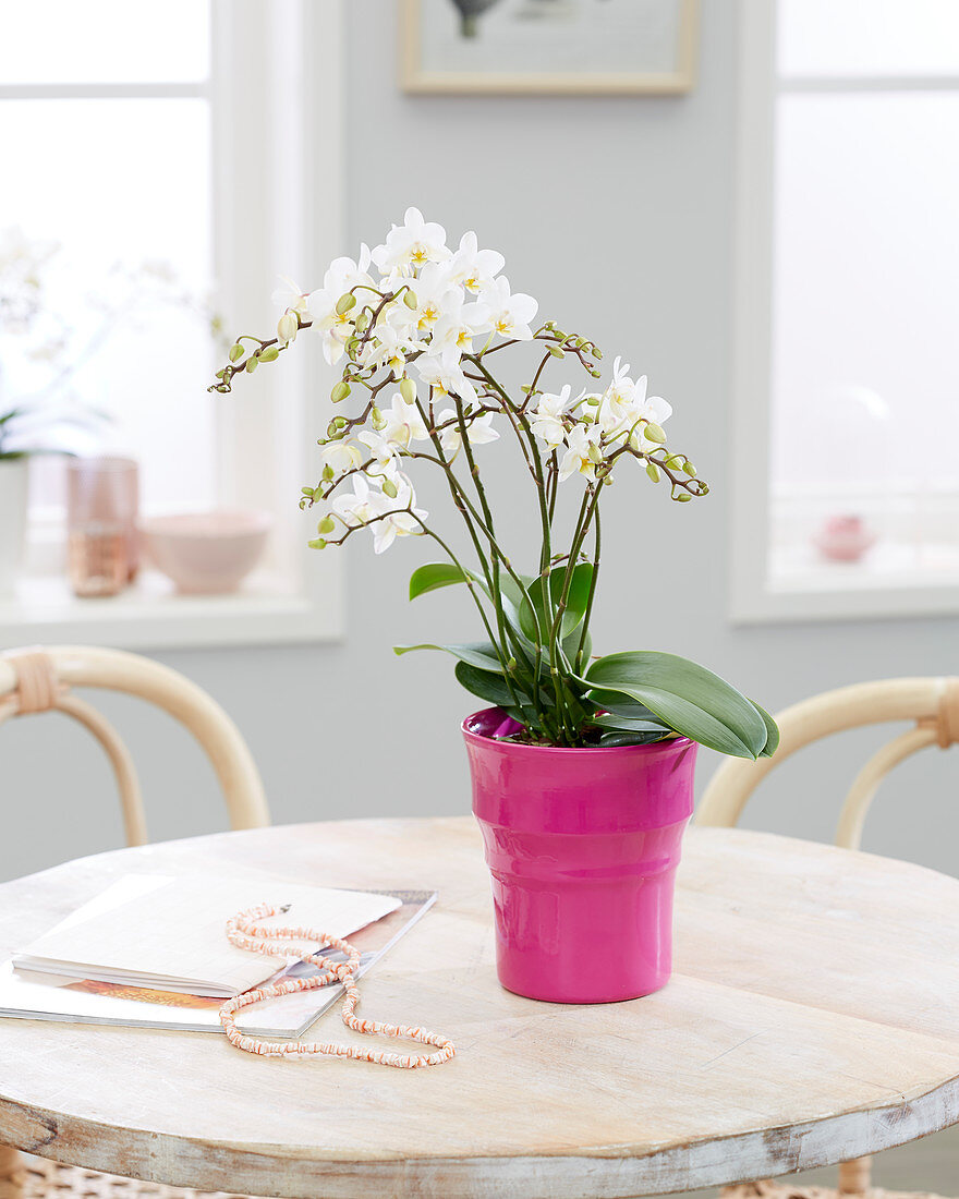 Phalaenopsis White Wild