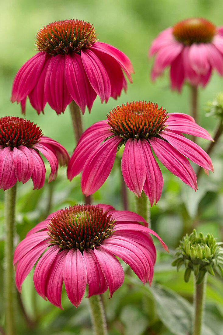 Echinacea PowWow 'Wild Berry'