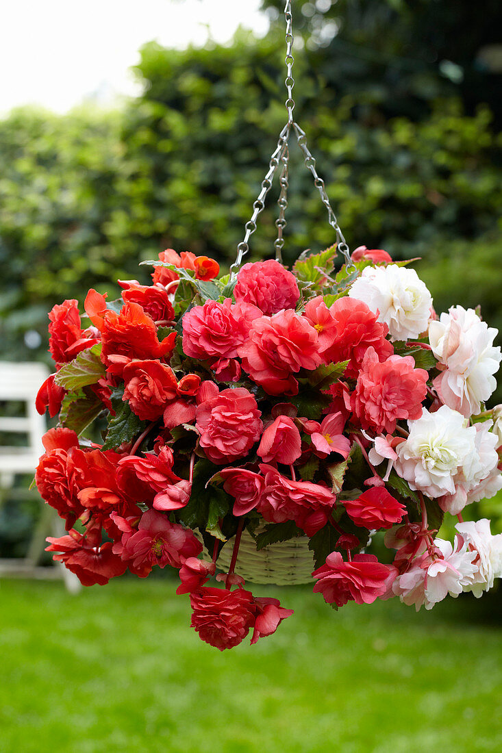 Begonia 'Odorata Mix'