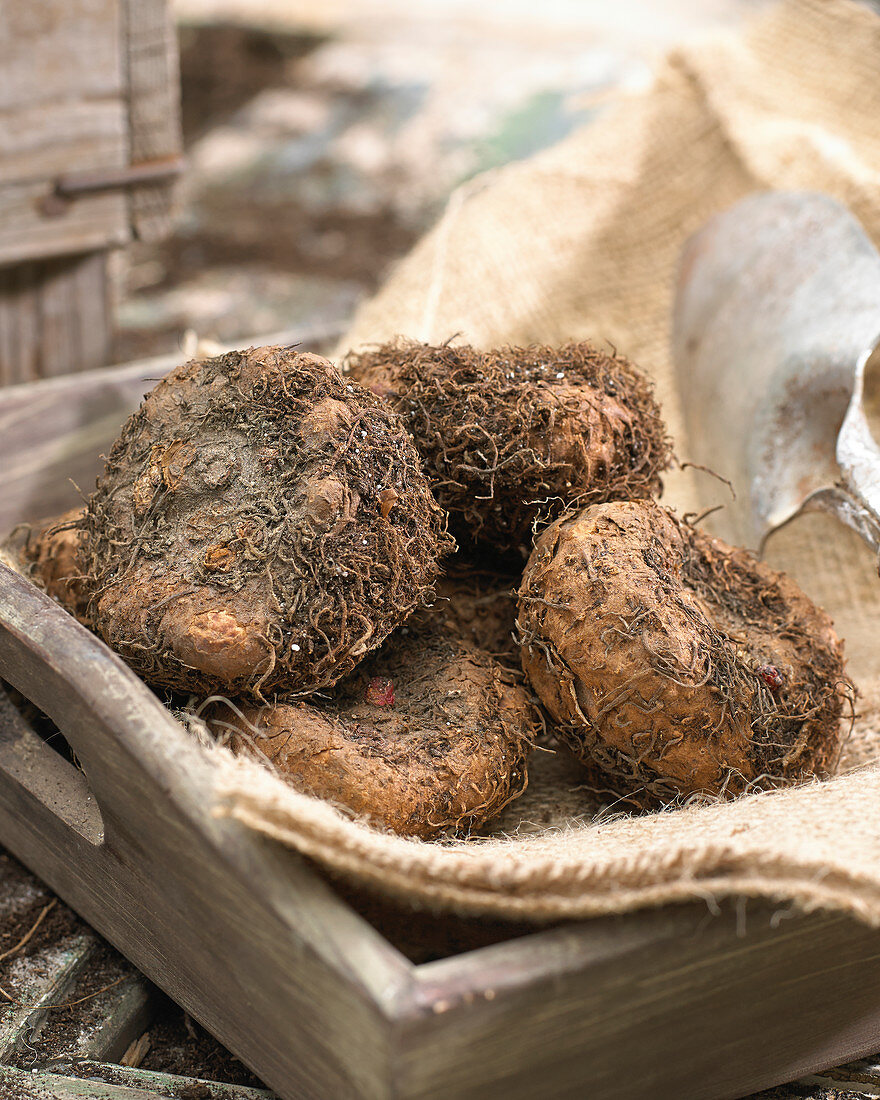 Begonia tubers