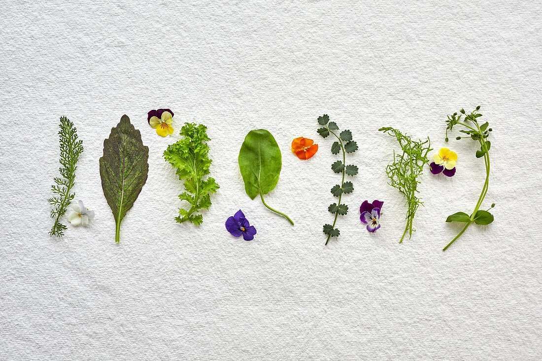 Various edible wild herbs, mustard leaves and flowers