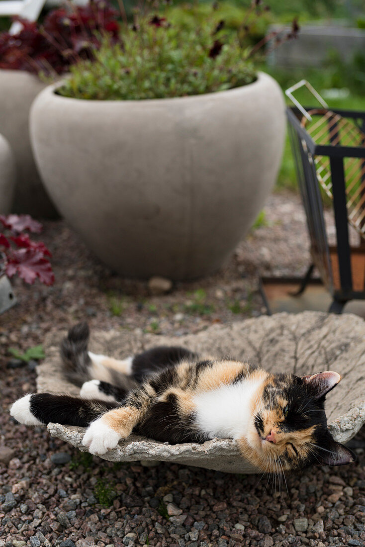 Cat lying in dish in front of planters in garden
