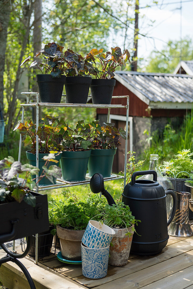 Potted herbs and watering can next to plant pots on metal shelves on wooden terrace